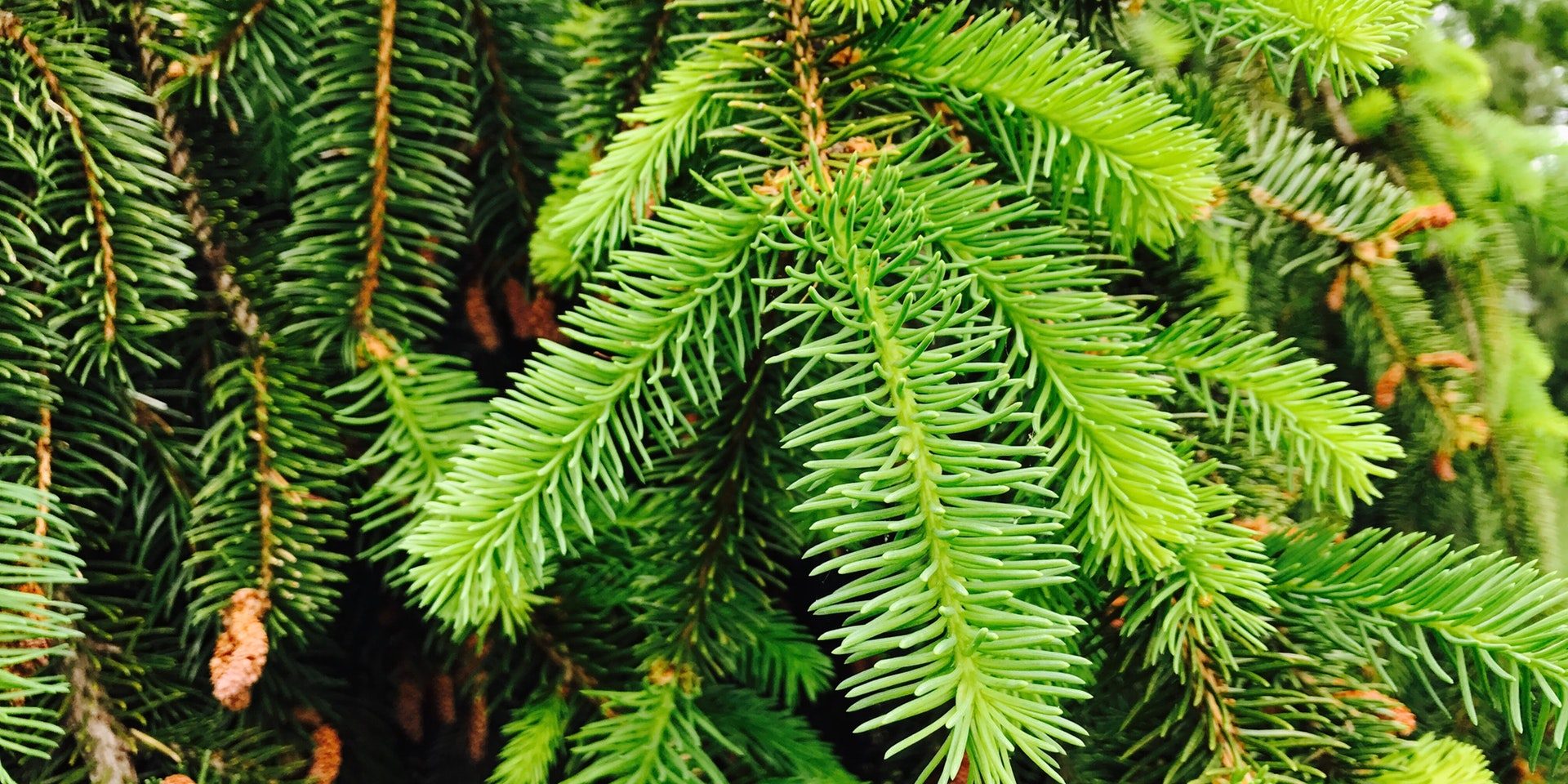 En marcha la campaña contra la procesionaria del pino en Las Rozas